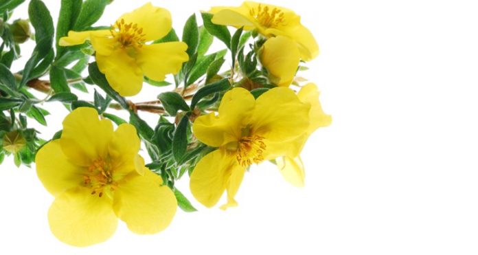 fitohormoni-696×371 fitohormoni-696×371