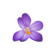 ff-sastojci-2-safran-crocus-sativus ff-sastojci-2-safran-crocus-sativus