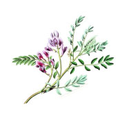 opnasti-kozlinac-astragalus-propinquus-1