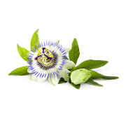 pasiflora-pasiflora-incarnata