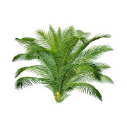 sabal-palma-sabal-palmetto sabal-palma-sabal-palmetto
