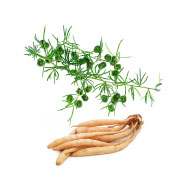 shatavari-asparagus-racemosus-1 shatavari-asparagus-racemosus-1