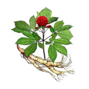 sibirski-ginseng-eleutherococcus-senticosus