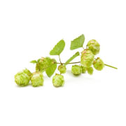 femimaxx-cvijet-hmelja-humulus-lupulus femimaxx-cvijet-hmelja-humulus-lupulus