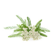 femimaxx-stolisnik-achillea-millefolium femimaxx-stolisnik-achillea-millefolium